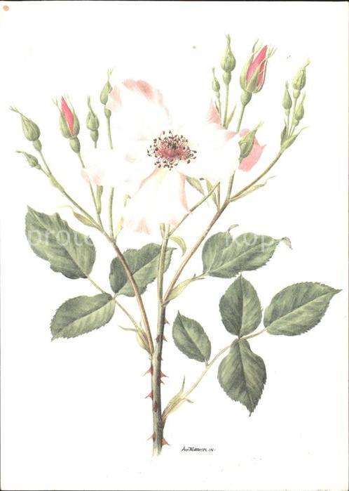 Blumen Rosen Künstlerkarte