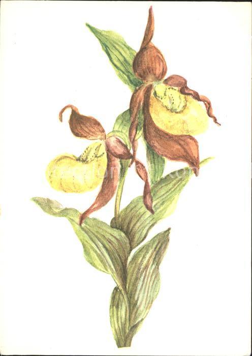 Blumen Frauenschuh Künstlerkarte M. Thommen