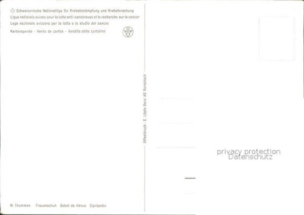 Blumen Frauenschuh Künstlerkarte M. Thommen – Bild 2