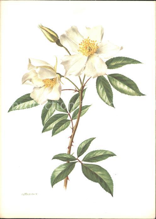 Blumen Künstlerkarte