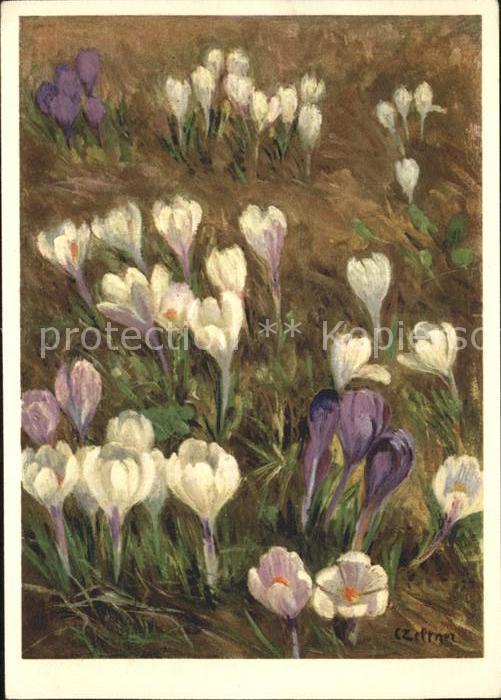 Blumen Frühlings-Safran Künstlerkarte C. Zeltn
