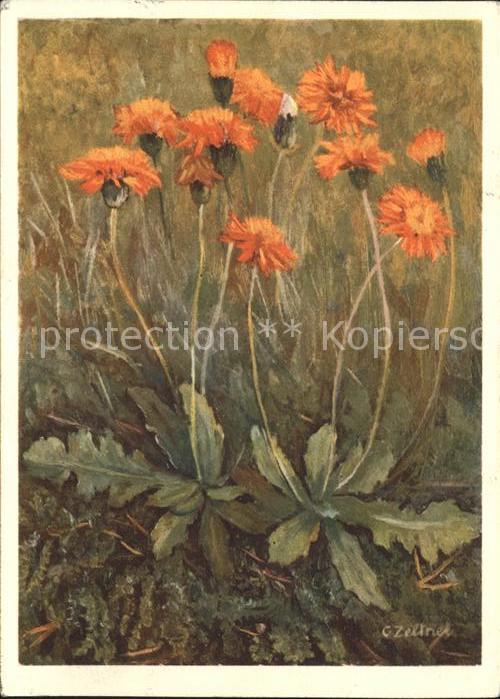Blumen Feuerroter Pippau Künstlerkarte C. Zelt