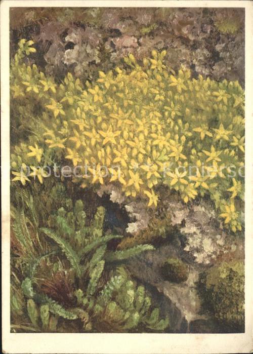 Blumen Scharfer Mauerpfeffer Künstlerkarte C.