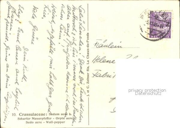 Blumen Scharfer Mauerpfeffer Künstlerkarte C. – Bild 2