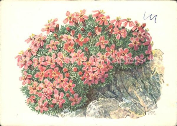Blumen Stengelloses Leimkraut Künstlerkarte Pi