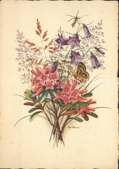 Blumen Alpenrose Scheuchzers Schmetterling Kün