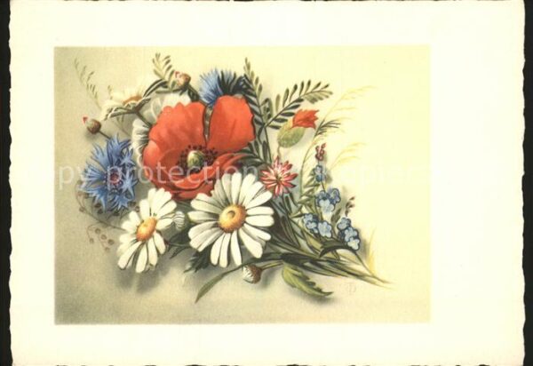 Blumen Margeriten Tulpe