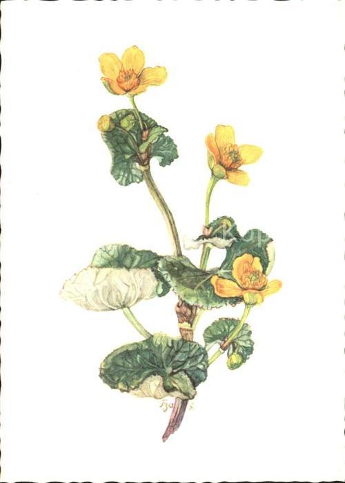 Blumen Sumpfdotterblumen