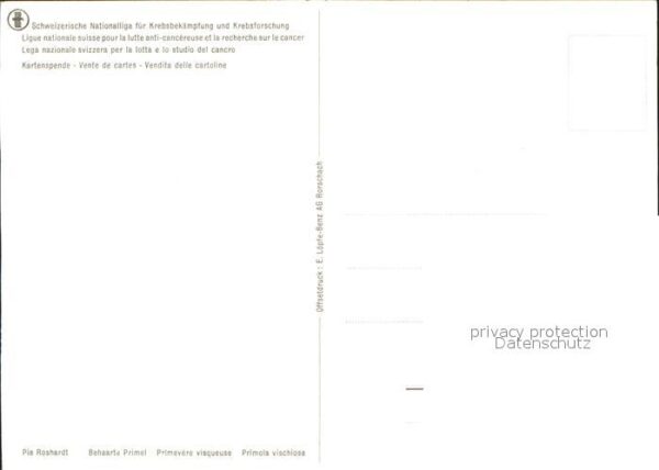 Roshardt Pia  Behaarte Primel – Bild 2