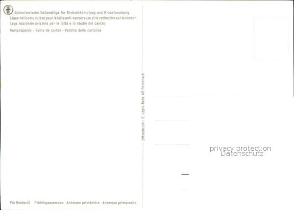 Roshardt Pia  Frühlingsanemone – Bild 2