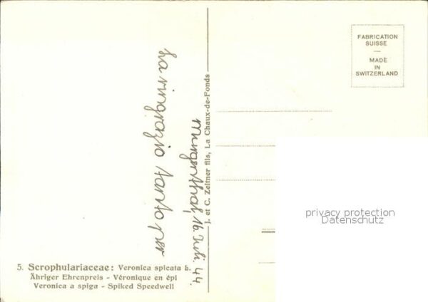 Zeltner C. Ähriger Ehrenpreis Scrophulariaceae Nr. – Bild 2