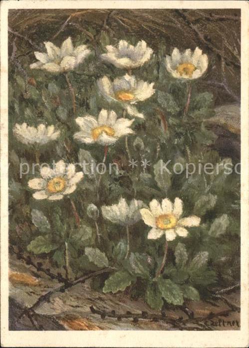 Zeltner C. Achtkronblätteriger Silberwurz Rosaceae