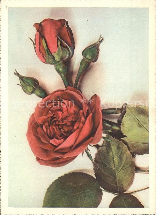 Rosen
