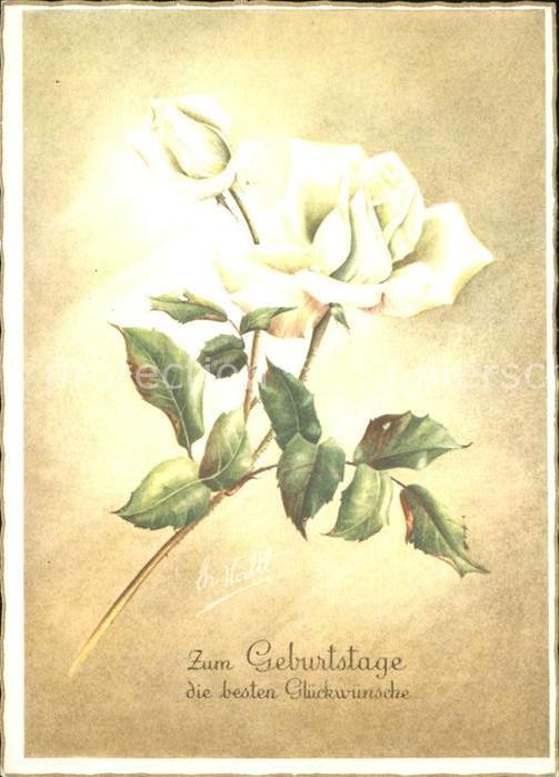 Rosen Glückwunsch Geburtstag