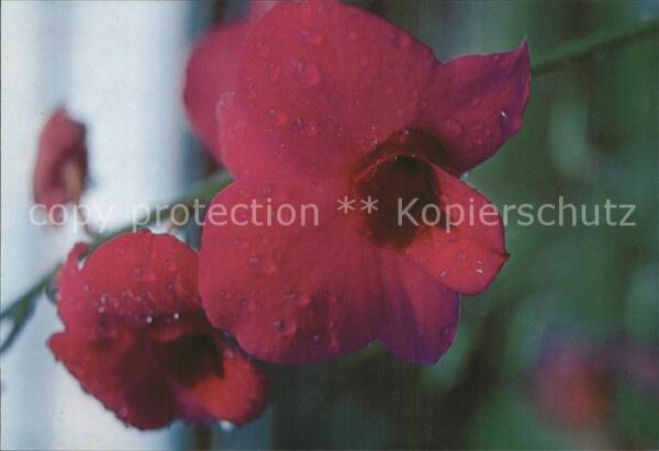 Blumen Orchidee Mandai Orchid Garden Singapore