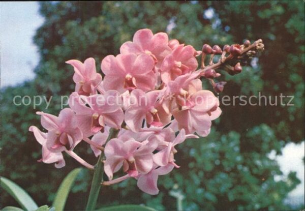 Blumen Orchidee Aeridovanda Tsuruko Iwasaki