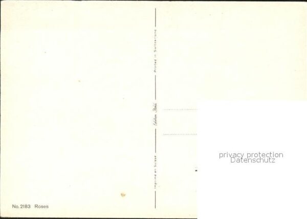 Rosen – Bild 2
