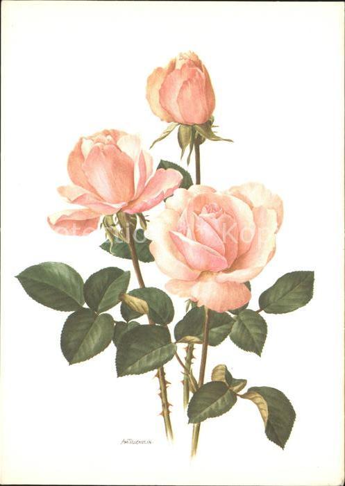 Rosen Künstlerkarte A.M. Trechslin