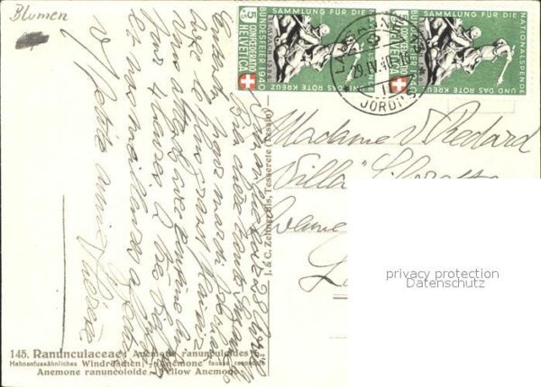 Zeltner C. Windröschen Nr. 145 – Bild 2