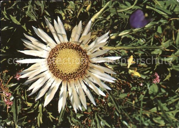 Blumen Silberdistel Carlina acaulis