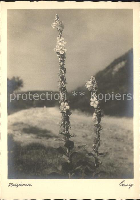 Blumen Königskerzen Wiechmann-Verlag Nr. 117