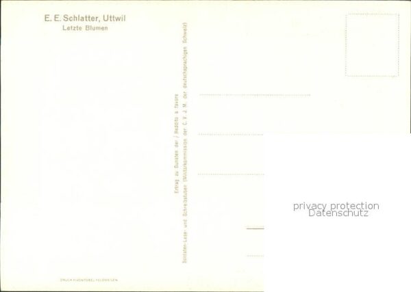Schlatter E.E. Letzte Blumen Rosen – Bild 2