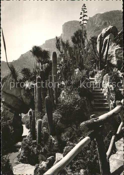 Kakteen Jardin Exotique de Monaco Massif de Pac