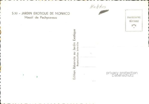 Kakteen Jardin Exotique de Monaco Massif de Pac – Bild 2