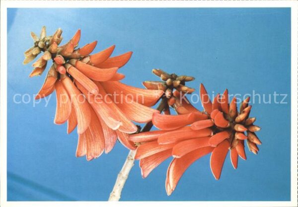 Blumen Kaffirboom Coral Tree