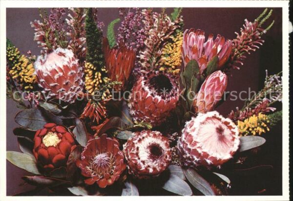 Blumen Protea and Heath