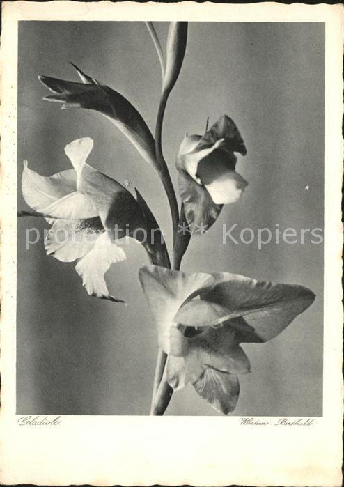 Blumen Gladiole Wintzer-Berthold