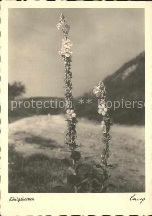 Blumen Königskerzen Wiechmann-Foto-Karte Nr. 1