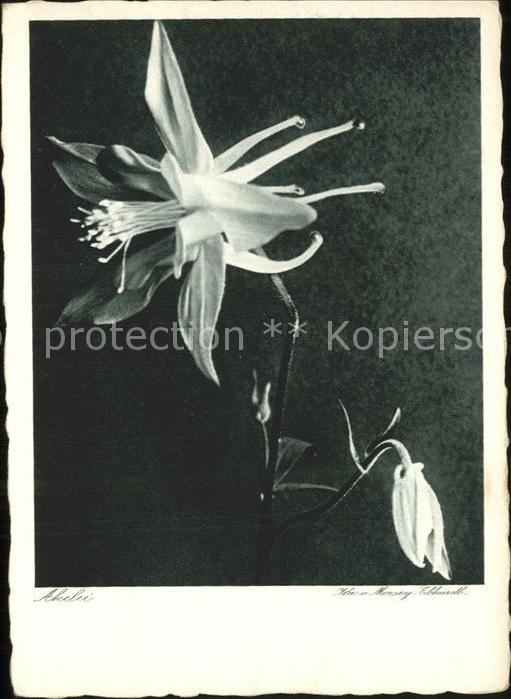 Blumen Akelei