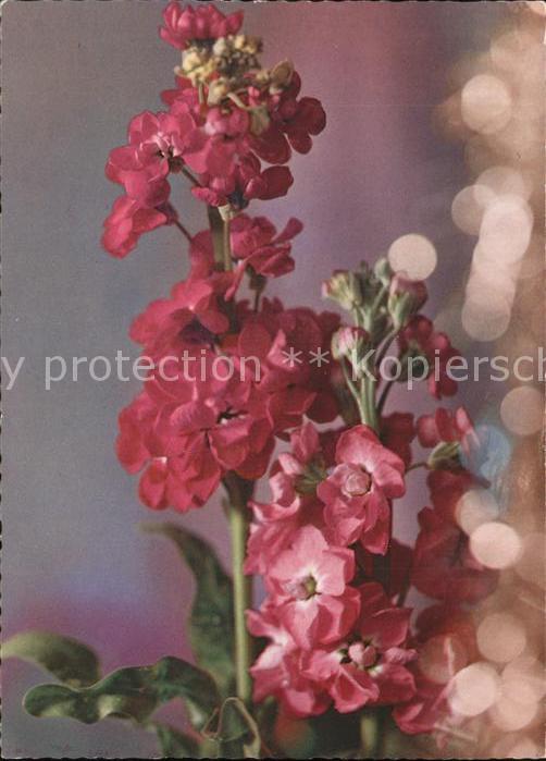 Blumen