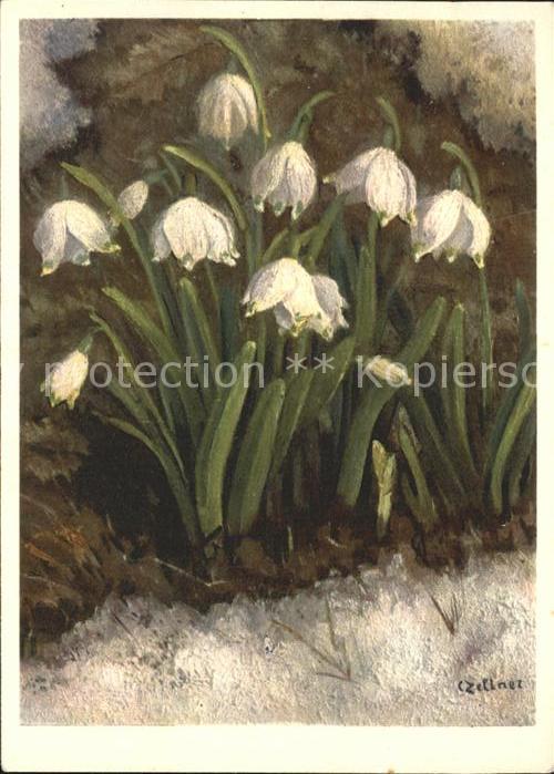 Zeltner C. Frühlings-Knotenblume Nr. 26 Amaryllida