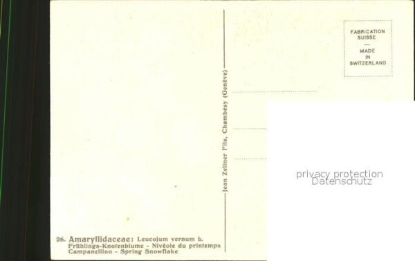 Zeltner C. Frühlings-Knotenblume Nr. 26 Amaryllida – Bild 2