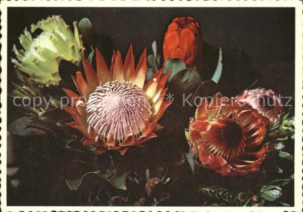 Blumen Protea