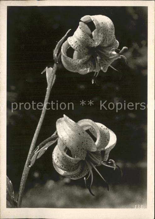 Blumen F.E. de Wilde Davos-Dorf