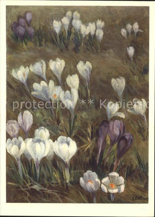 Zeltner C. Frühlings-Safran Nr. 12 Iridaceae