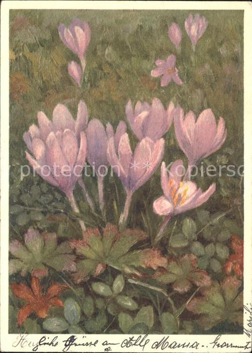 Zeltner C. Herbst-Zeitlose Liliaceae Nr. 25