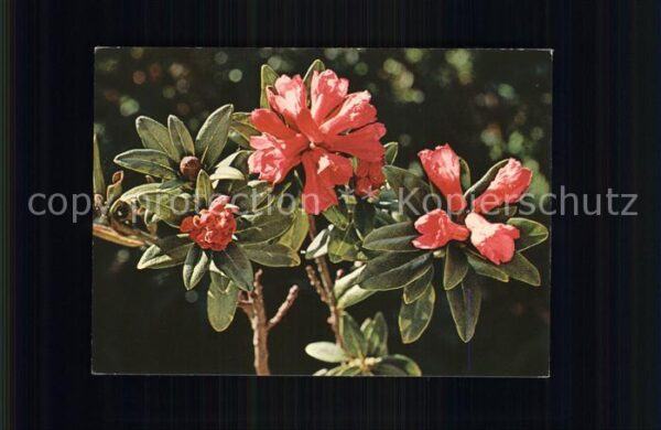 Blumen Alpenrose Rhododendron