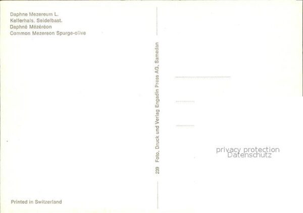 Pflanzen Kellerhals Seidelbalst – Bild 2