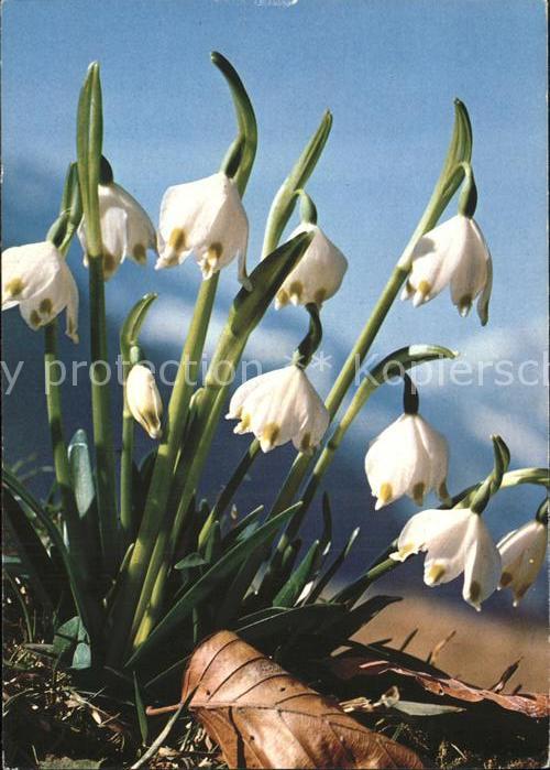 Blumen Märzenglöckchen niveole du printemps