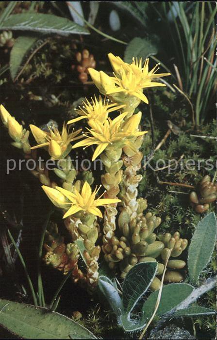 Blumen Scharfer Mauerpfeffer