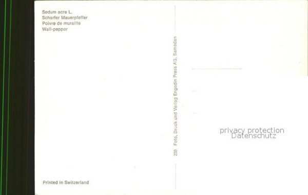 Blumen Scharfer Mauerpfeffer – Bild 2