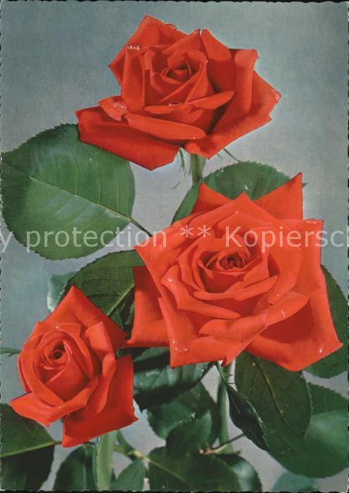 Rosen