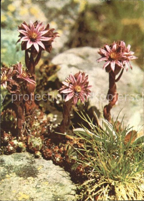Blumen Hauswurz Joubarbe semprevivo
