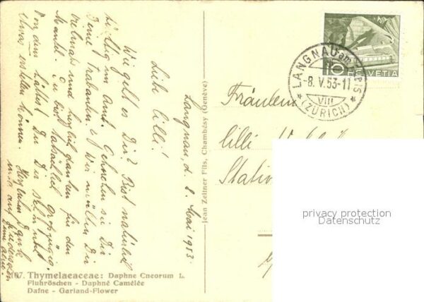 Zeltner C. Fluhröschen Daphne Camelee Dafne Nr. 10 – Bild 2
