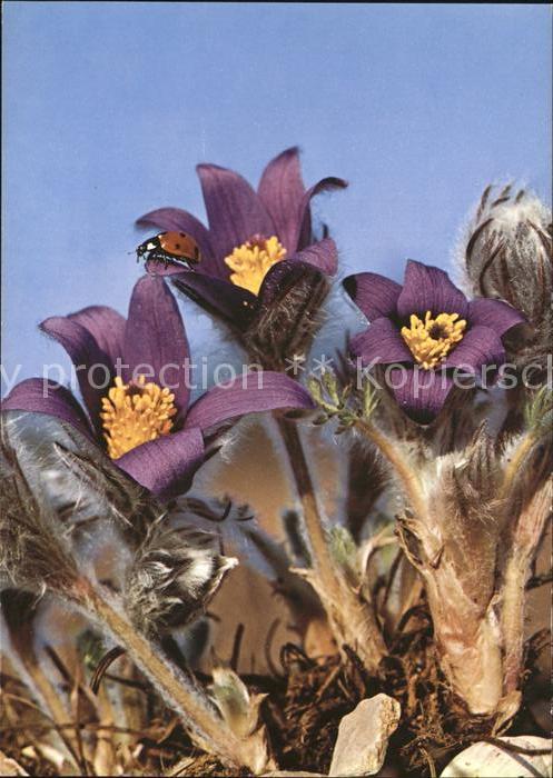 Marienkaefer Blumen gemeine Küchenschelle Anemone