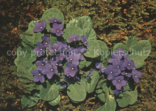 Blumen Viola Veilchen Violette Violet